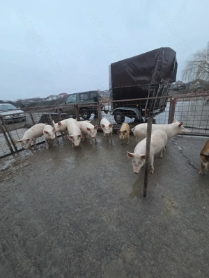 Vând grasuni - imagine 2