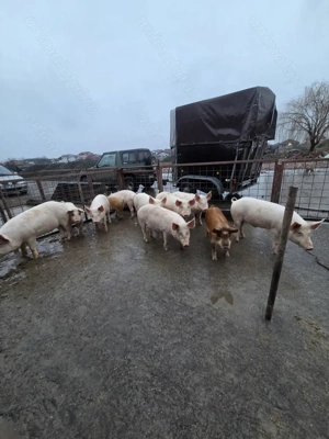 Vând grasuni - imagine 3