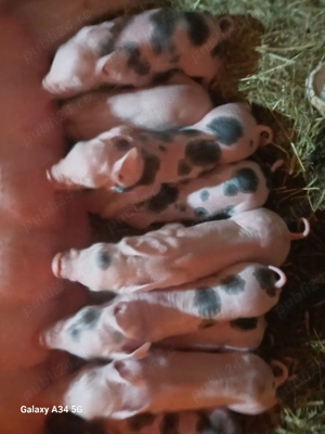 vand scroafa cu purciei