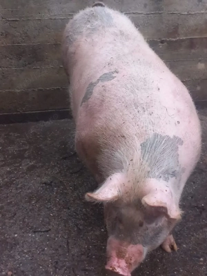 vand scroafa cu purciei - imagine 2