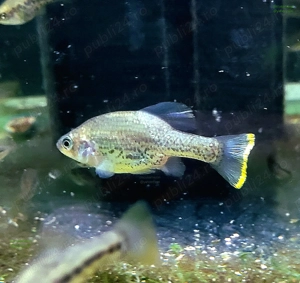 Pesti acvariu ancistrusi,  guppy, molly,  platy  - imagine 3