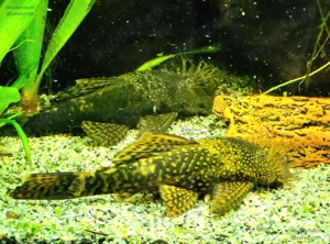 Pesti acvariu ancistrusi,  guppy, molly,  platy  - imagine 2