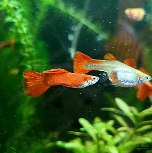 Pesti acvariu ancistrusi,  guppy, molly,  platy  - imagine 4