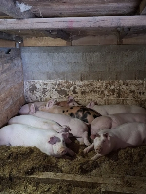 Vând purcei 75KG-90KG