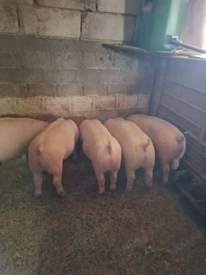 Vând purcei 75KG-90KG - imagine 2