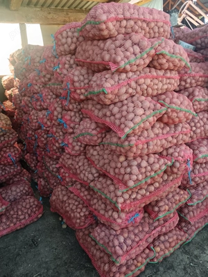 Cartofi consum si samanta  - imagine 5