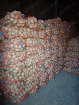 Cartofi consum si samanta  - imagine 3