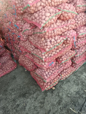 Cartofi consum si samanta  - imagine 2