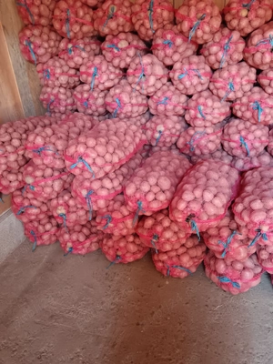 Cartofi consum si samanta  - imagine 4