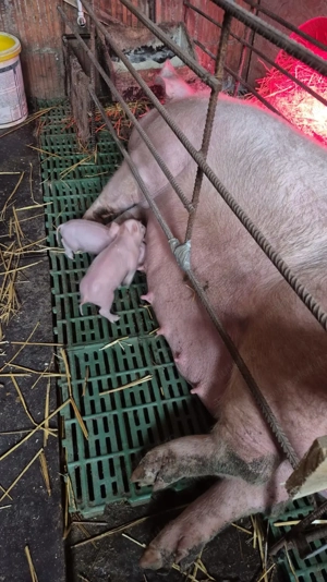 Vand purcea Landrace! - imagine 2