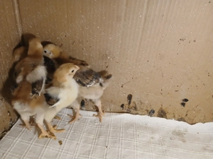 Vând 5 pui Wyandotte GSG - imagine 2