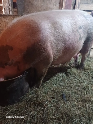 vand scroafa cu purciei - imagine 5