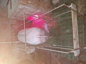 Vand purcea Landrace!