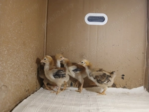 Vând 5 pui Wyandotte GSG - imagine 3