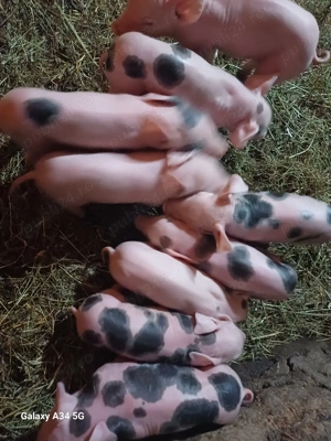 vand scroafa cu purciei - imagine 3