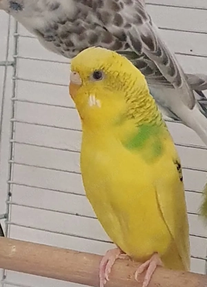 Perus semi standard Femela - Musetel - imagine 2