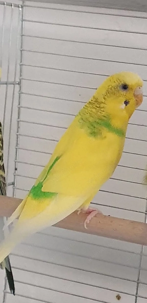 Perus semi standard Femela - Musetel