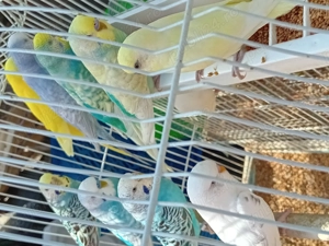 Papagai perusi ( perechi)