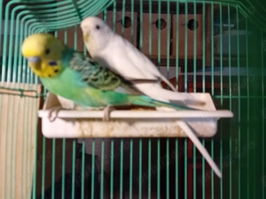 Papagai perusi ( perechi) - imagine 3
