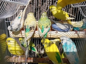 Papagai perusi ( perechi) - imagine 4