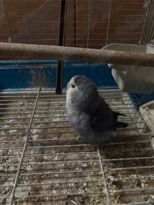 papagal amorez  - imagine 2