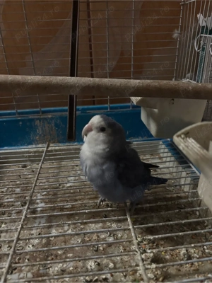 papagal amorez  - imagine 3