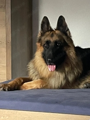 Spre adopție ciobănesc german cu păr lung - imagine 3