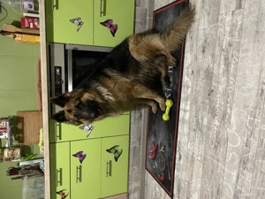 Spre adopție ciobănesc german cu păr lung - imagine 2