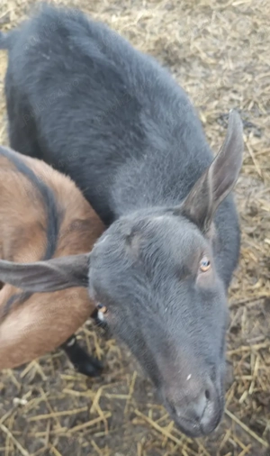 Tapisor Murciano de anul trecut - imagine 4