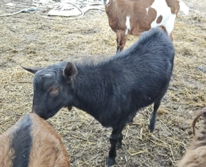 Tapisor Murciano de anul trecut - imagine 5