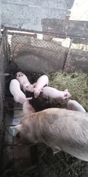 Purcei de vânzare  de 12 saptamani - imagine 4