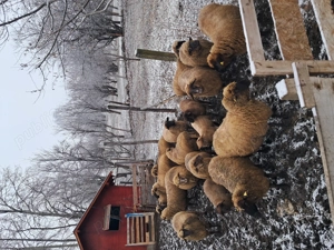 Vând 3 oi gestante și 2 cârlane!!! - imagine 3