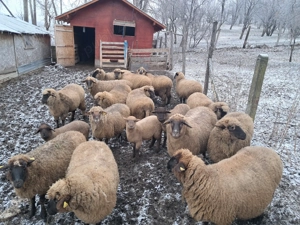 Vând 3 oi gestante și 2 cârlane!!! - imagine 2