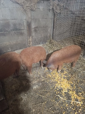 vand 3 vieruți mangalița  - imagine 2