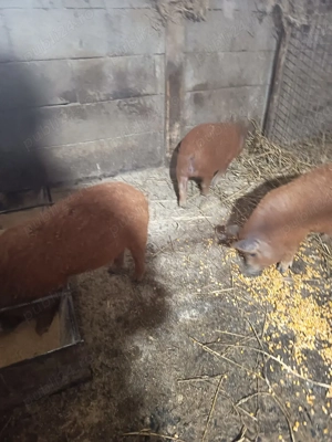 vand 3 vieruți mangalița 