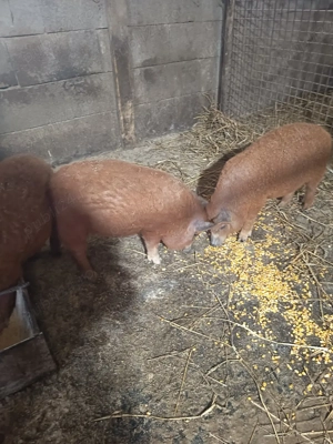 vand 3 vieruți mangalița  - imagine 3