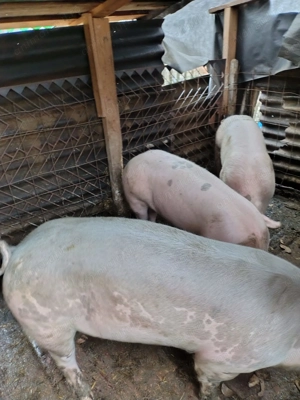 Vând 3 porci 80 90 kg - imagine 2