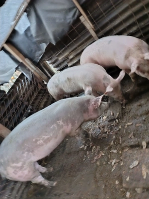 Vând 3 porci 80 90 kg - imagine 3