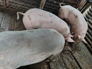 Vând 3 porci 80 90 kg - imagine 4