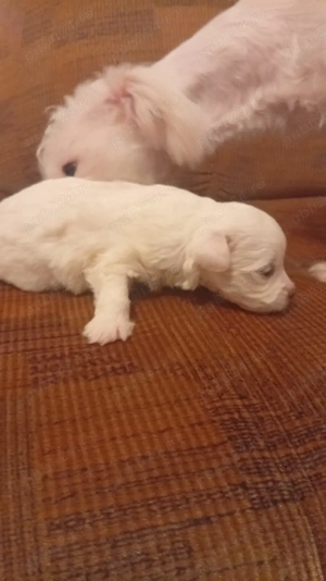 De vânzare bichoni maltez  - imagine 3