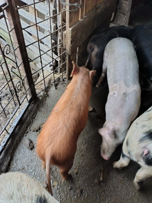 Vând porci 35 40 kg  - imagine 2