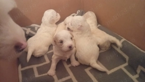 De vânzare bichoni maltez 