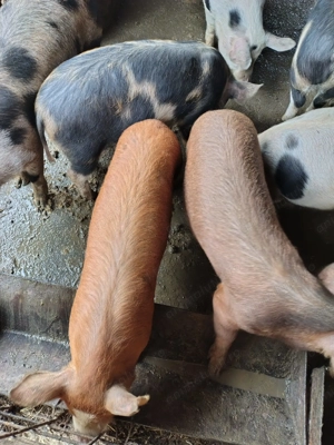 Vând porci 35 40 kg  - imagine 3