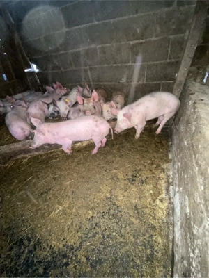 purcei de vânzare - imagine 5