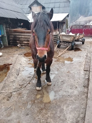 Armăsar 3 ani  - imagine 3