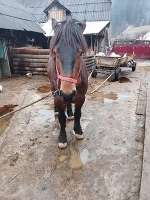 Armăsar 3 ani  - imagine 2