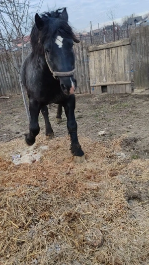 Harmasar . - imagine 4