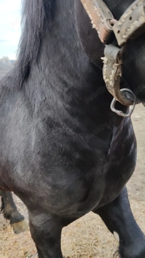 Harmasar . - imagine 3