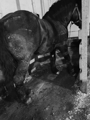 Harmasar . - imagine 2