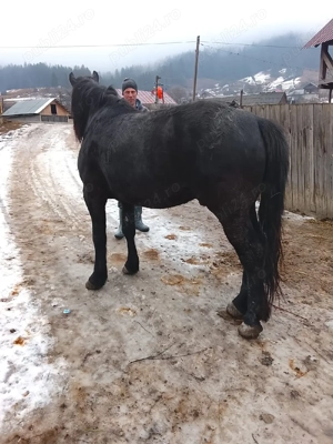 Armăsar 3 ani  - imagine 3